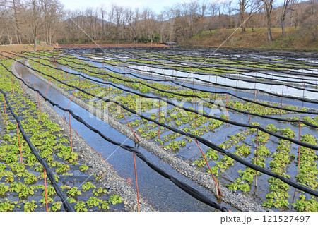 安曇野 冬の大王わさび農場 安曇野 冬の大王わさび農場 121527497