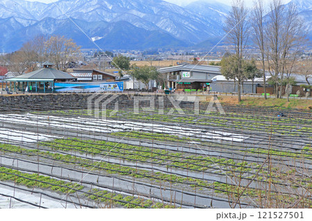 安曇野　冬の大王わさび農場 121527501