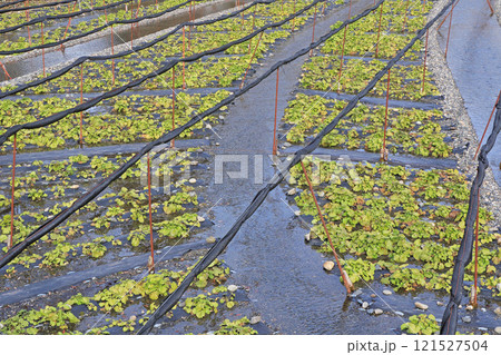 安曇野 冬の大王わさび農場 安曇野 冬の大王わさび農場 121527504