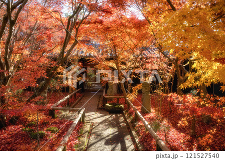 千葉県　松山庭園美術館の紅葉 121527540
