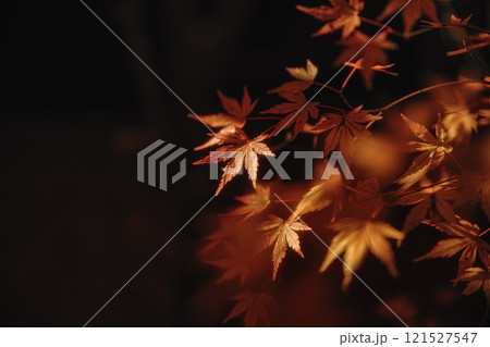 千葉県　松山庭園美術館の紅葉 121527547