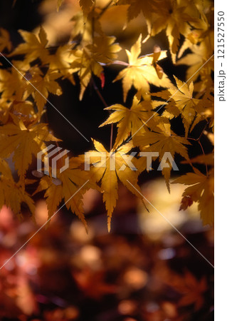 千葉県　松山庭園美術館の紅葉 121527550