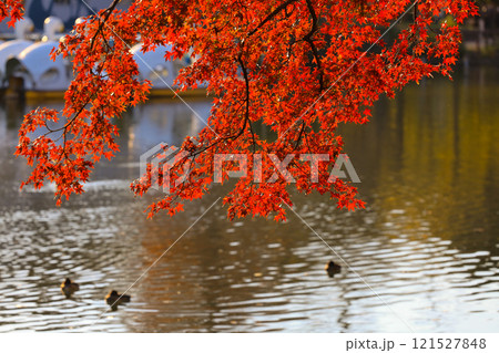 Red Maple Branch Over Calm Lake on an Autumn Day 121527848