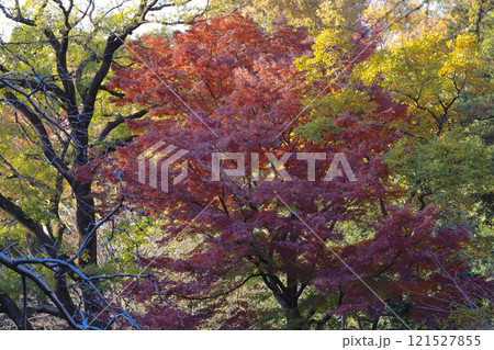 a Colorful Forest During Autumn Showcasing Red 121527855