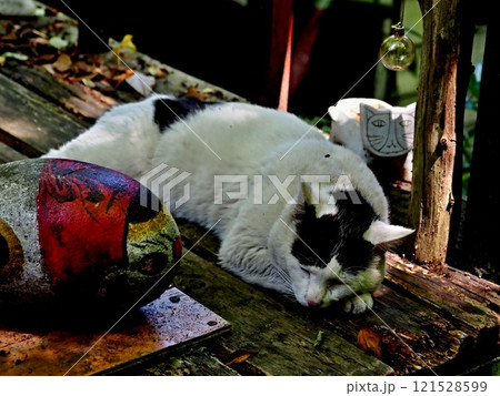 猫の細道の猫 121528599