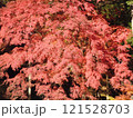 紅葉の赤に包まれて 121528703