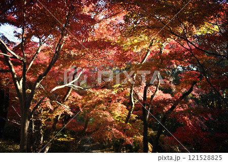 秋の陽に輝く紅葉 秋の陽に輝く紅葉 121528825