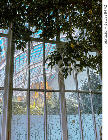 Interior of a modern greenhouse with large glass windows and green plants. Vienna, Austria 121529442