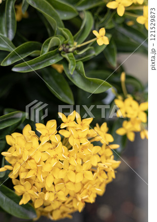 A bundle of beautiful yellow flower bloom in the garden. A bundle of beautiful yellow flower bloom in the garden. 121529873