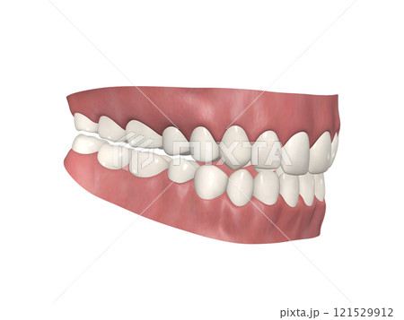 歯　歯の構造　人体　図解　リアル CG　斜め45 121529912