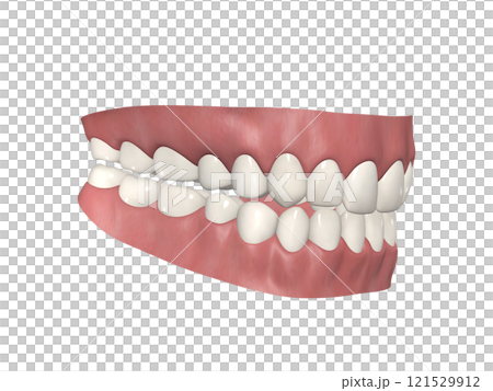 歯　歯の構造　人体　図解　リアル CG　斜め45 121529912