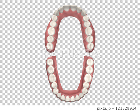 Teeth, Tooth structure, Human body, Illustration, Realistic CG, Top and bottom 121529914