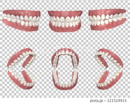 牙齒牙齒結構人體插圖逼真 CG 6 姿勢 牙齒牙齒結構人體插圖逼真 CG 6 姿勢 121529915