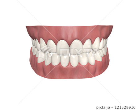 歯 歯の構造 人体 図解 リアル CG 歯 歯の構造 人体 図解 リアル CG 121529916