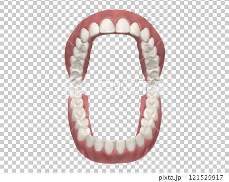 牙齒的牙齒結構人體插圖逼真的 CG 牙齒的牙齒結構人體插圖逼真的 CG 121529917