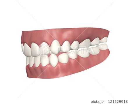 歯 歯の構造 人体 図解 リアル CG 斜め45 歯 歯の構造 人体 図解 リアル CG 斜め45 121529918