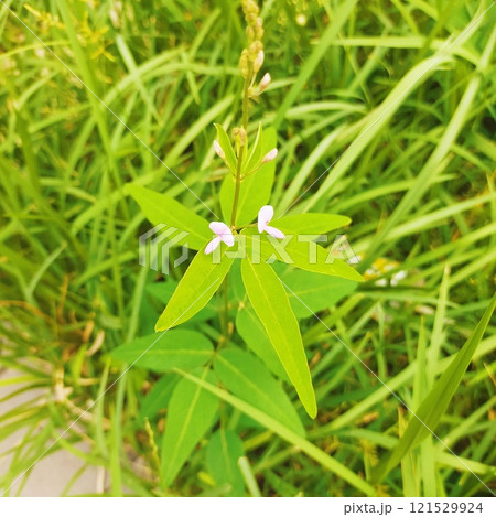 葉の上にお行儀よく乗っかるアレチヌスビトハギの花 121529924