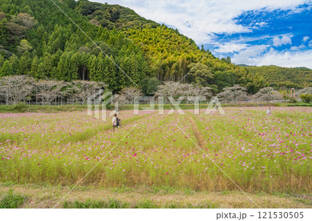 藤枝市の殿コスモス畑と秋空の風景(静岡県) 藤枝市の殿コスモス畑と秋空の風景(静岡県) 121530505