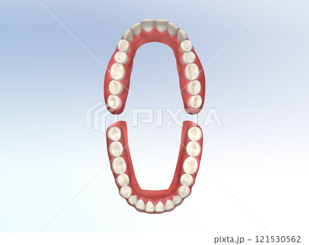 歯　歯の構造　人体　図解　リアル CG　正面 121530562