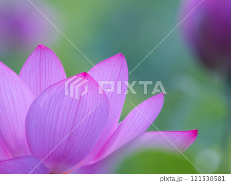 美しい蓮の花 121530581