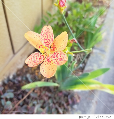 鮮やかな道端の存在感　ヒオウギ 121530792