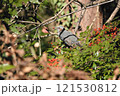 赤い実をほうばるヒヨドリ 121530812