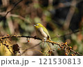 冬枯れの枝にとまるメジロ 121530813