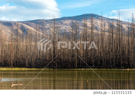 Burnt black forests at the lake in the Rocky mountains after wildfires. 121531133