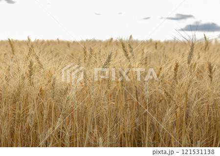 Country landscape with yellow wheat heads in the field. 121531138