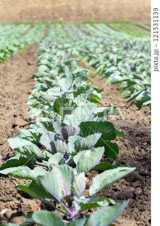 Garden with cultivated young green organic broccoli plants. 121531139
