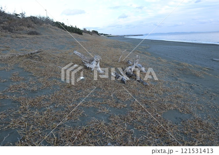 大磯　 照ヶ崎海岸 121531413