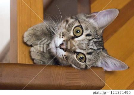 A little naughty kitten A little naughty kitten 121531496