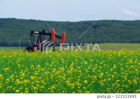 Pumpjack in the yellow blooming canola field and green forest hills in the background and under blue blue sky with clouds. Pumpjack in the yellow blooming canola field and green forest hills in the background and under blue blue sky with clouds. 121531693