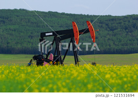 Pumpjack in the yellow blooming canola field and green forest hills in the background. Pumpjack in the yellow blooming canola field and green forest hills in the background. 121531694