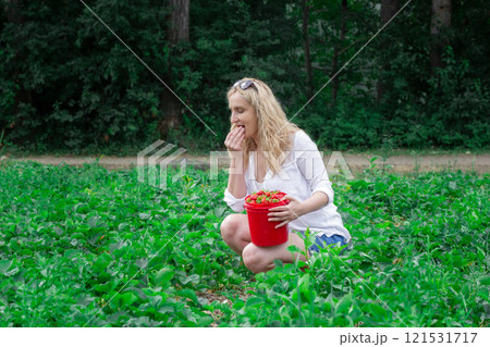 Woman in white shirt is picking strawberries into a bucket in the field. Woman in white shirt is picking strawberries into a bucket in the field. 121531717