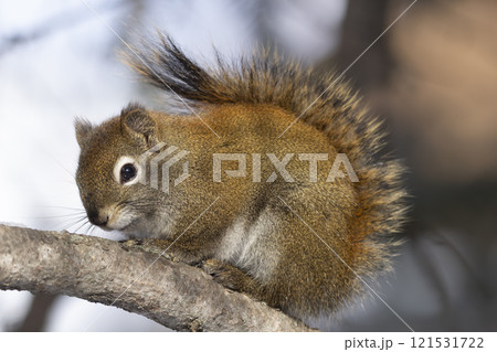 American red squirrel is sitting on a spruce branch in the forest in spring sunny day. American red squirrel is sitting on a spruce branch in the forest in spring sunny day. 121531722