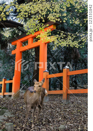 世界遺産 春日大社 御蓋山浮雲峰遥拝所 世界遺産 春日大社 御蓋山浮雲峰遥拝所 121531842