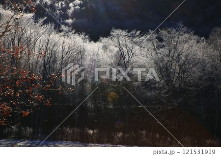 樹氷とナナカマド 121531919