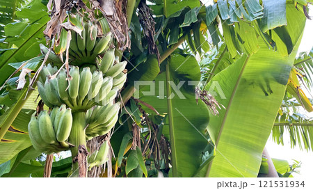 沖縄県 自生している島バナナ 121531934
