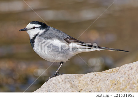 ハクセキレイの雄、冬羽 ハクセキレイの雄、冬羽 121531953