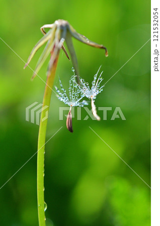 朝露を纏ったタンポポの綿毛　クローズアップ 121532054