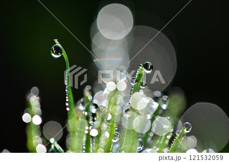 朝露を纏って輝くスギナ　クローズアップ 121532059