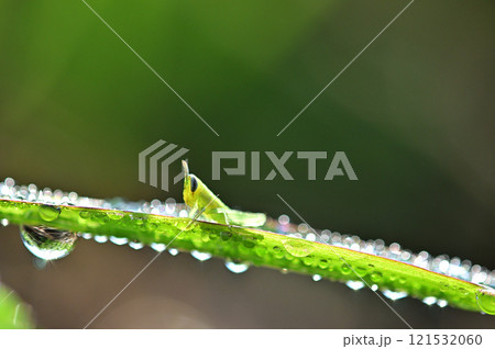 朝露を纏って輝く草にとまるバッタ　クローズアップ 121532060