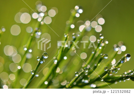 朝露を纏って輝くスギナ クローズアップ 朝露を纏って輝くスギナ クローズアップ 121532082