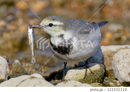 魚を捕食するハクセキレイ若鳥 121532119