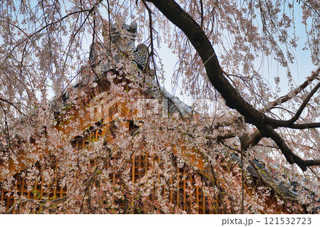 京都 本満寺の枝垂れ桜(京都府京都市上京区) 京都 本満寺の枝垂れ桜(京都府京都市上京区) 121532723