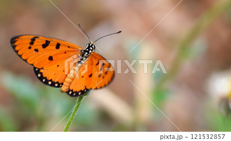 Butterfly on a flower 121532857