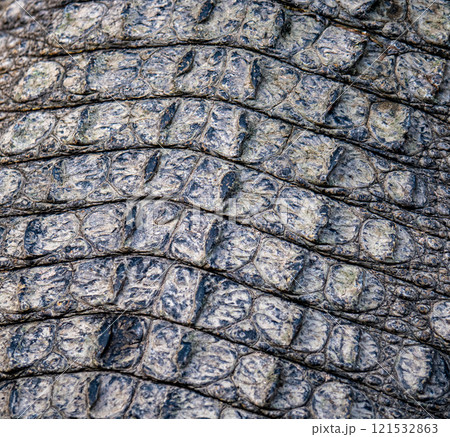 Crocodile skin Crocodile skin 121532863