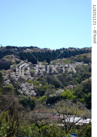 桜山満開 【相模原市津久井 4月】 桜山満開 【相模原市津久井 4月】 121532873