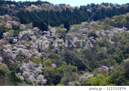 稲生の桜山 【相模原市津久井 4月】 稲生の桜山 【相模原市津久井 4月】 121532874